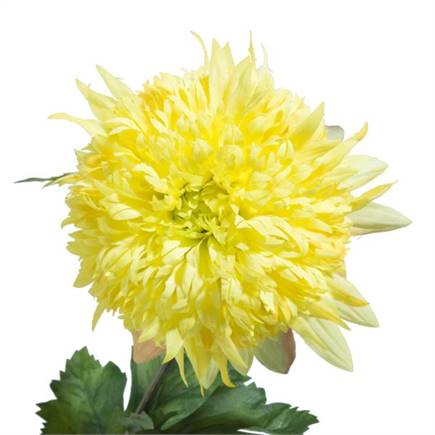 Coco Maison Chrysanthemum H75cm